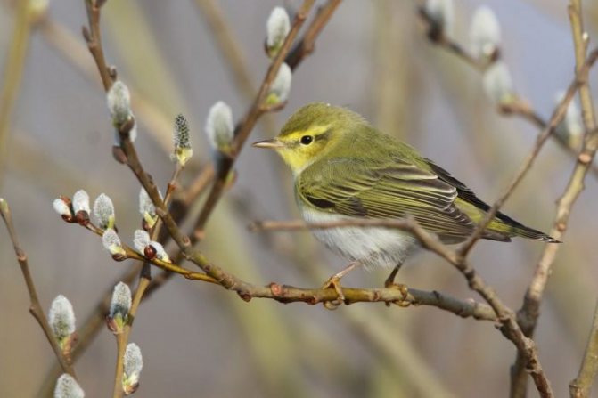 Оседлые птицы - признаки, особенности, названия и виды