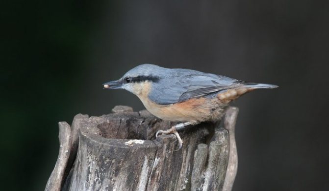 Оседлые птицы - признаки, особенности, названия и виды