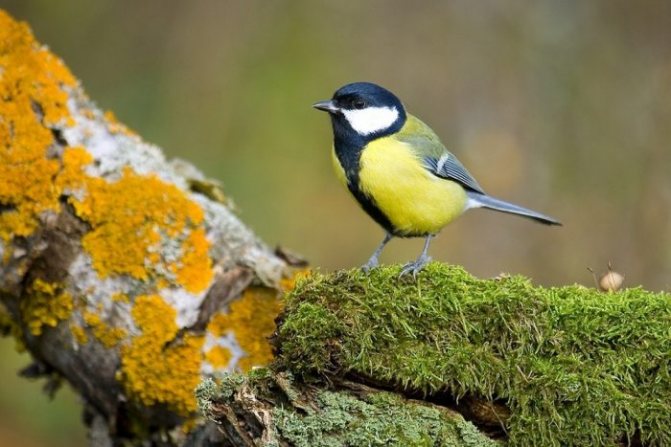 Оседлые птицы - признаки, особенности, названия и виды