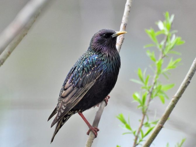 Оседлые птицы - признаки, особенности, названия и виды