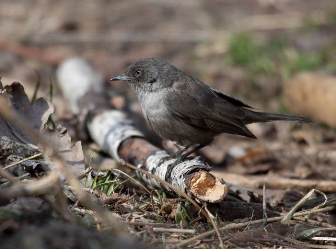 Оседлые птицы - признаки, особенности, названия и виды