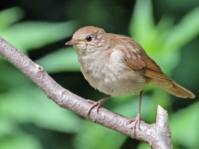 Оседлые птицы - признаки, особенности, названия и виды