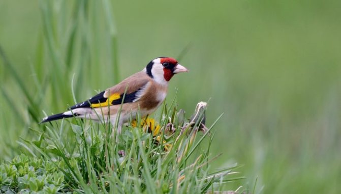 Оседлые птицы - признаки, особенности, названия и виды