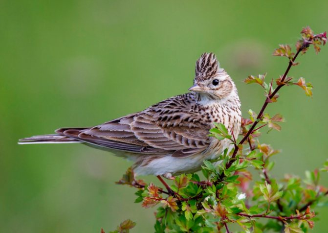 Оседлые птицы - признаки, особенности, названия и виды