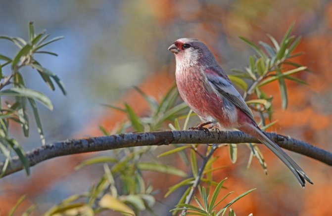 Оседлые птицы - признаки, особенности, названия и виды