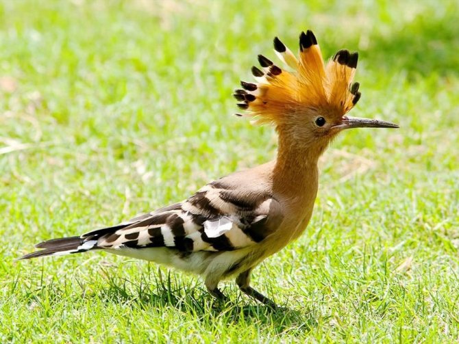 Удод: описание, как выглядит, где обитает, самец и самка