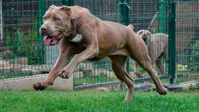 Дрессировка американского бандога фото