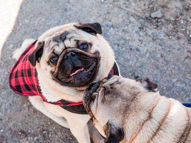 Изображение мопса на улице