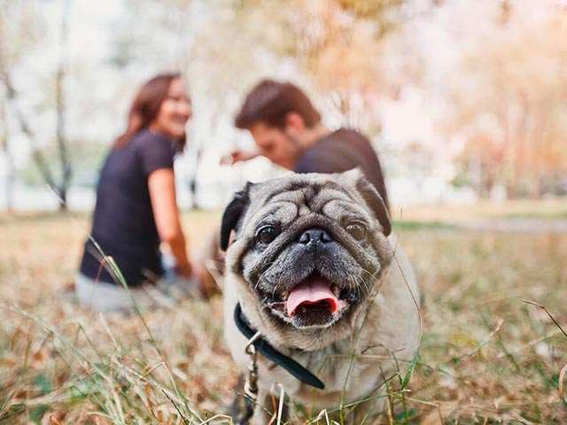 Мопс с хозяевами на улице Фото