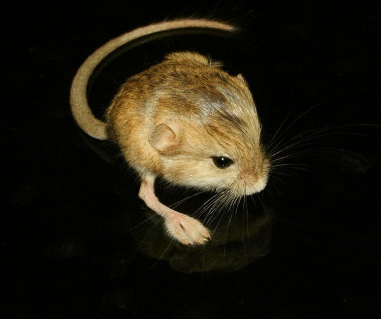 Редкие животные и растения, включенные в Красную книгу Алтайского края