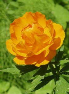 Азиатский купальник