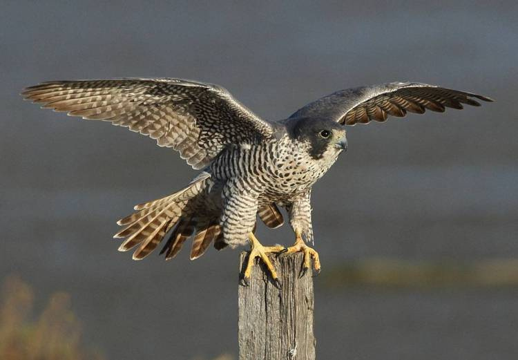 Редкие животные и растения, включенные в Красную книгу Алтайского края