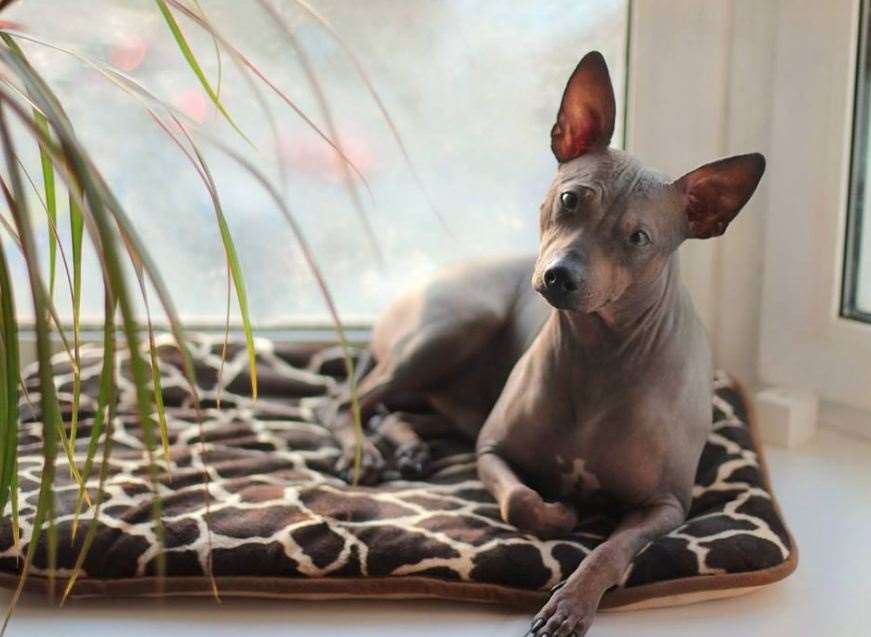 Фотография американского голого терьера