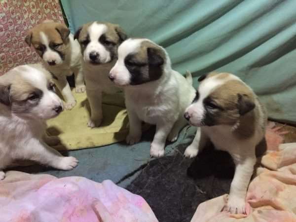 Щенки ханаанской собаки 