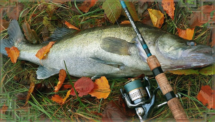 Судак пойман осенью