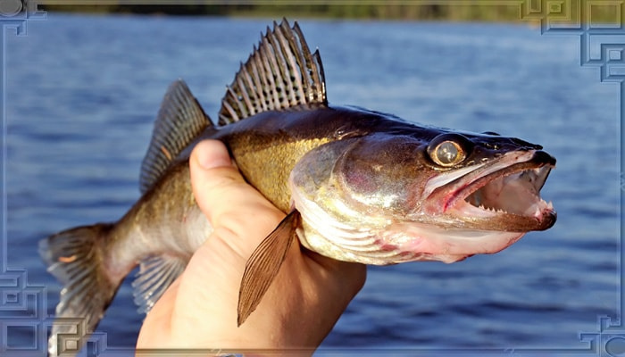 Ловля судака на реке