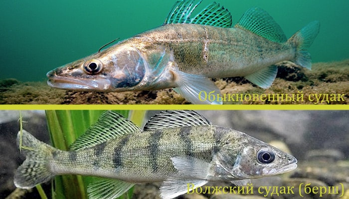 Разнообразие видов судака