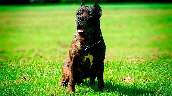 Американский бандог фото