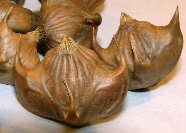 Редкие животные и растения, включенные в Красную книгу Алтайского края