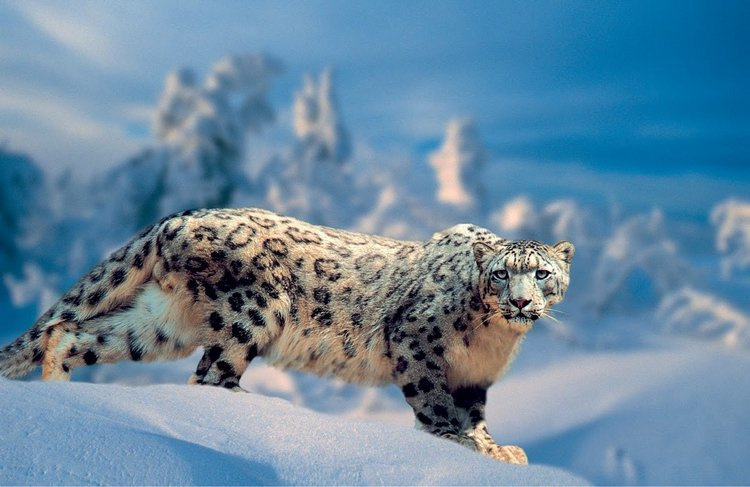 Редкие животные и растения, включенные в Красную книгу Алтайского края