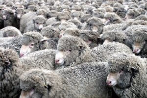 Стадо мериносовых овец