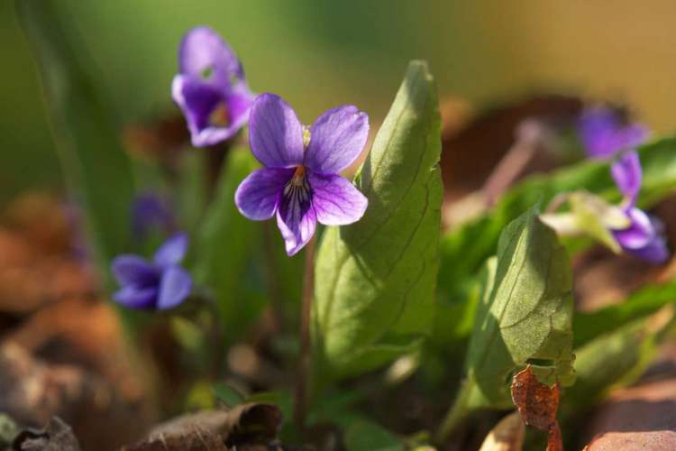 Редкие животные и растения, включенные в Красную книгу Алтайского края