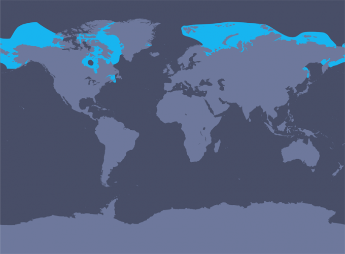 Распространение белуги