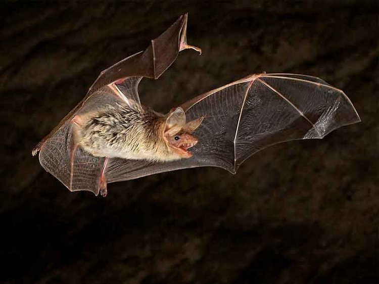 редкие алтайские виды