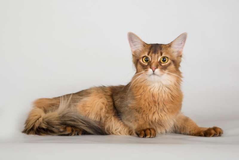 Дикая сомалийская кошка