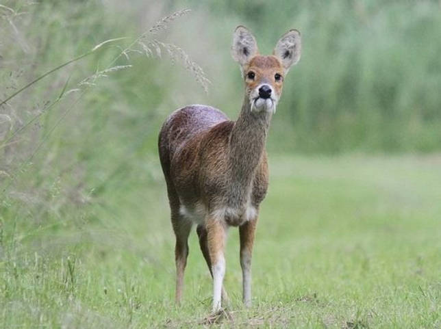 Какие животные живут в тайге - список видов, фото и характеристика