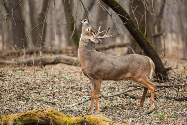 Какие животные живут в тайге - список видов, фото и характеристика
