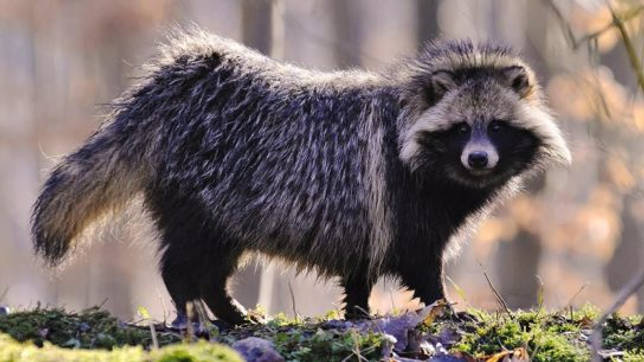 Какие животные живут в тайге - список видов, фото и характеристика