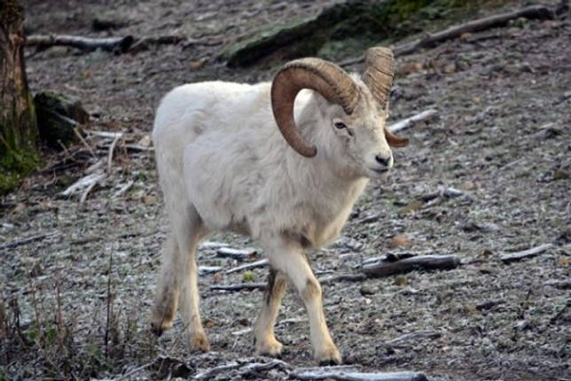 Какие животные живут в тайге - список видов, фото и характеристика