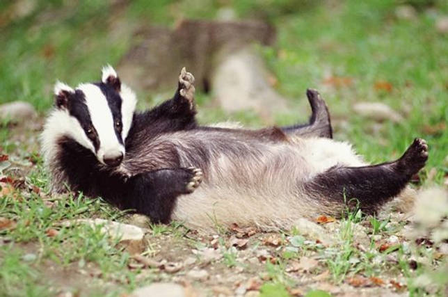 барная болезнь