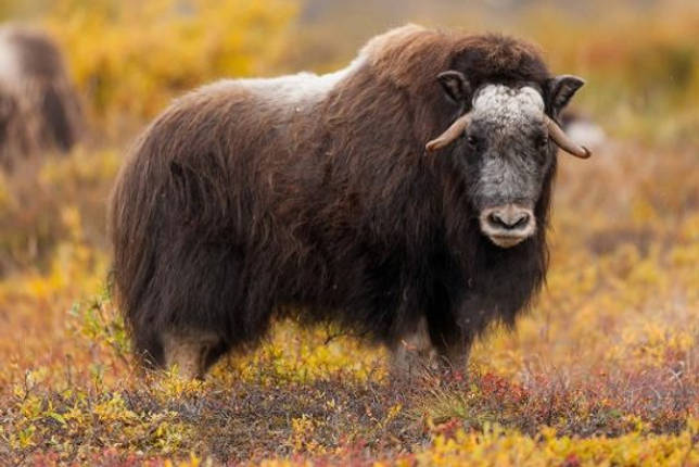 Какие животные живут в тайге - список видов, фото и характеристика