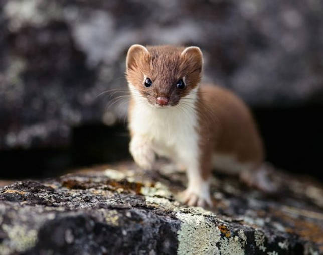 Какие животные живут в тайге - список видов, фото и характеристика