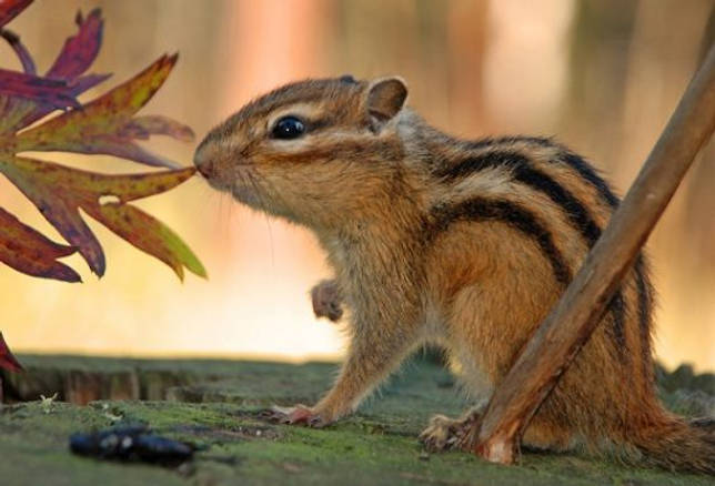 Какие животные живут в тайге - список видов, фото и характеристика