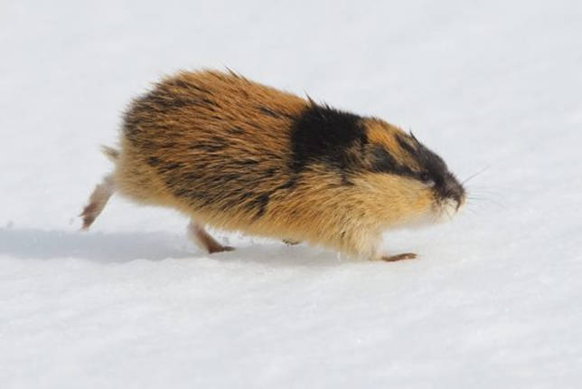 конечность