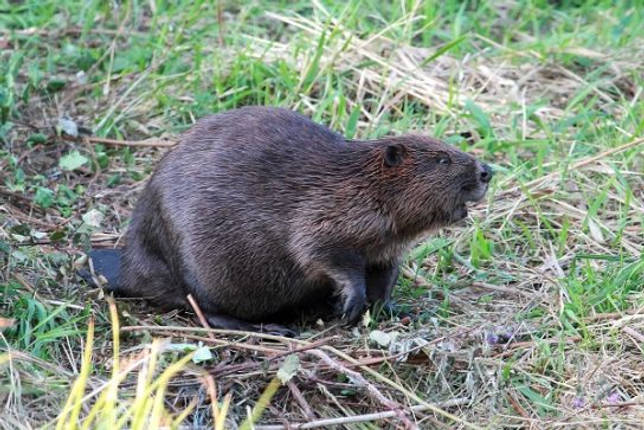 Какие животные живут в тайге - список видов, фото и характеристика