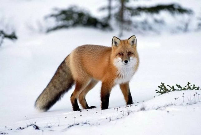 Общая характеристика биома