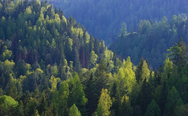 Причудливый мир таежных животных