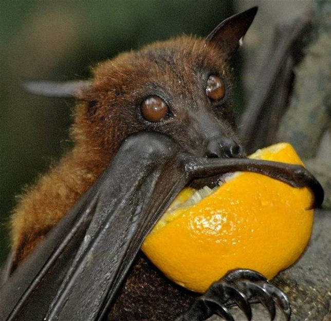 Летучая-собака-Описание-особенности-виды-образ-жизни-и-среда-обитания-летучих-собак-9