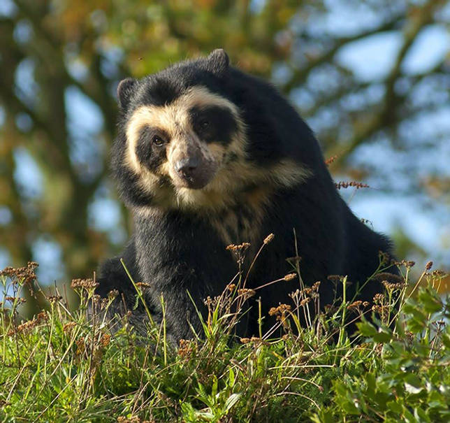 Очковый медведь предпочитает селиться в лесных массивах Очковый медведь предпочитает селиться в лесных массивах