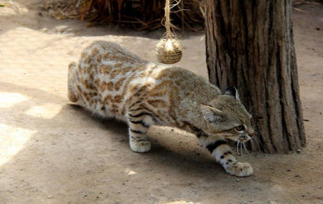 Как выглядит Пампасская кошка Пампасская кошка хочет поохотиться