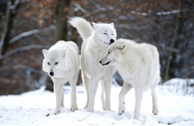 Полярный волк