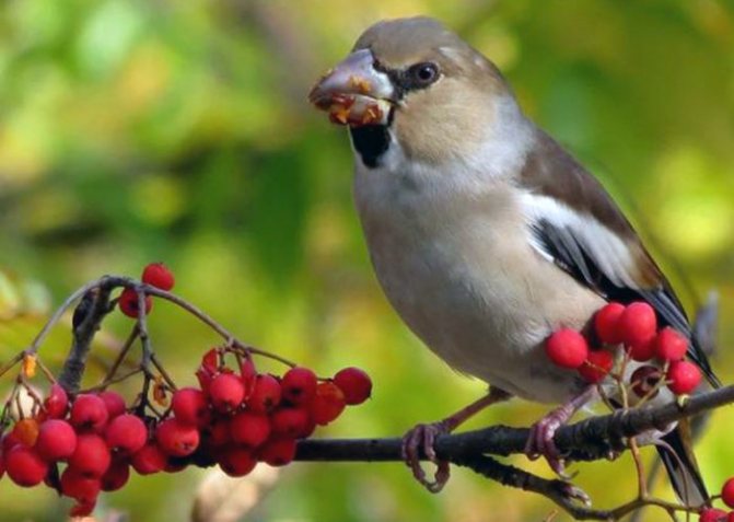 Поведение и рацион зяблика фото