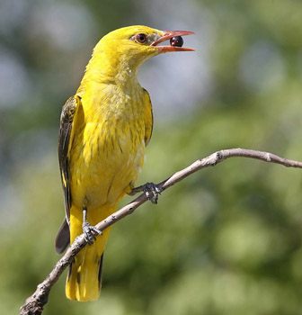Поведение и рацион иволги - фото
