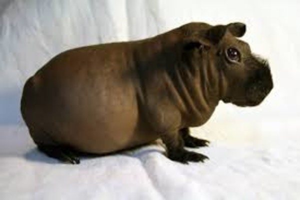 Поведение лысых морских свинок