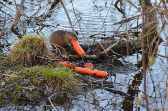 Поведение ондатры фото