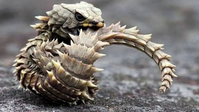 Поясохвост